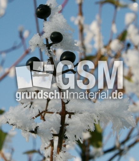 Winterimpressionen 018.jpg